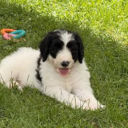 Black - Black and white male Sheepadoodle puppy in Prairie Du Chien, Wisconsin from Hicklin Hollow Ranch