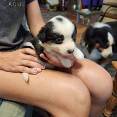 Working Dog Cross puppies from Briarwood Collies