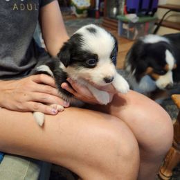 Working Dog Cross puppies from Briarwood Collies