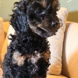 Ocean - Brown white and tan female Cockapoo puppy in Saint Louis, Missouri from Jax Doodles