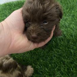 Tex - Red male Aussiedoodle puppy in Knoxville, Tennessee from Legacy Farm