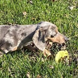 Shiner - Dachshund
