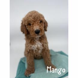 Mango - Red  male Goldendoodle puppy in Smithfield, Kentucky from KBK9 Kennels
