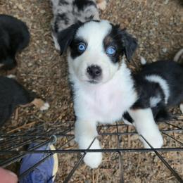 Jingle - Black tri-color female Australian Shepherd puppy in Washington from Arbor hill Australian Shepherds