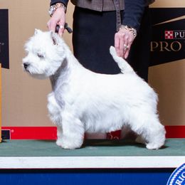Excel - West Highland White Terrier