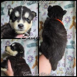 Scott - Black and white male Siberian Husky puppy in Bloomfield, Indiana from Paiges lil huskies