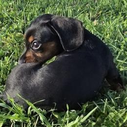 Boston Terriers and Dachshunds from Spruce Valley Miniature Dachshunds & Boston Terriers