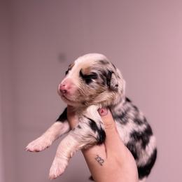 Basil AKC - Blue merle male Australian Shepherd puppy in Orlando, Florida from Skaky Shepherds