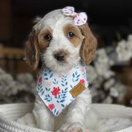 Siri - Parti female Goldendoodle puppy in Yuciapa, California from AlltheDoodlez_