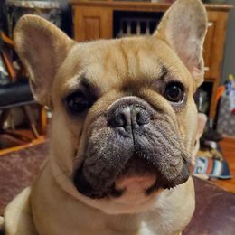 Ruxen - French Bulldog