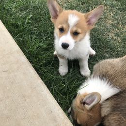 Pembroke Welsh Corgi Puppies from Indian Valley Corgies