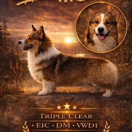 Syd - Pembroke Welsh Corgi