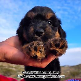 Miss Jade (Miss Red) - Black tri-color female Aussiedoodle puppy in Dolan Springs, Arizona from High Desert Companions