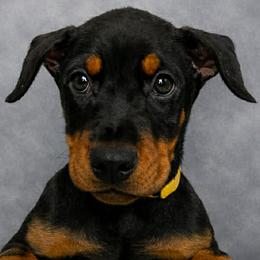 Doberman Pinschers and German Shepherds from Legacy K9’s