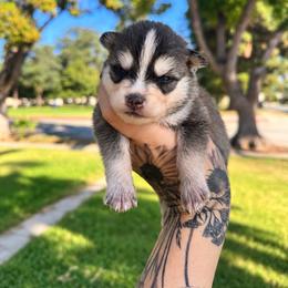 Boy 2 - Gray and white male Pomsky puppy in La Verne, California from Red Cedar Pomskies