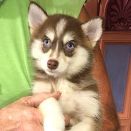 Benny - Chocolate male Pomsky puppy in Spring Hill, Florida from PDQ Pomskies
