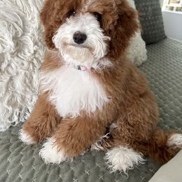 Goldendoodle Puppies from Meadowlark Park