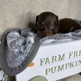 Hulk - Chocolate and tan male Dachshund puppy in Richwood, West Virginia from Wild and Wonderful Wieners