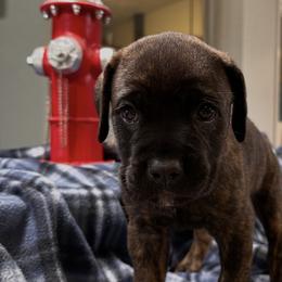 Girl 2 - Black brindle female Cane Corso puppy in Ocala, Florida from High Royal Kennel