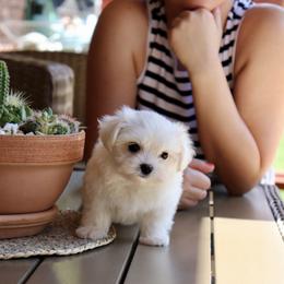 Maltese Puppies from Leona's Maltese