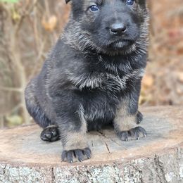 Fargo - Sable male German Shepherd puppy in Louisburg, North Carolina from Raven Oak's Shepherds & Dachshunds