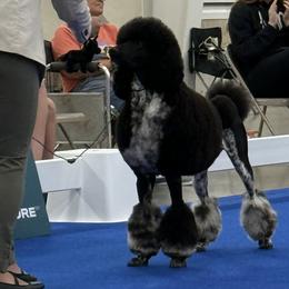Poodles from HD Poodles