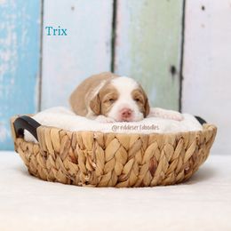Trix - Caramel male Australian Labradoodle puppy in Hurricane, Utah from Red Desert Doodles