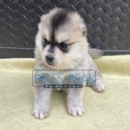 Wednesday - Gray and white female Pomsky puppy in Littleton, Colorado from Pikes Peak Pomskies