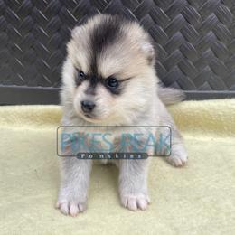 Wednesday - Gray and white female Pomsky puppy in Littleton, Colorado from Pikes Peak Pomskies