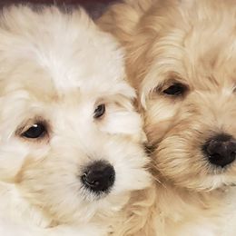 Goldendoodle Puppies from Lakeshore Doodles