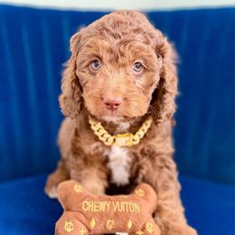Louis Vitton (tan) - Chocolate male Cavapoo puppy in West Haven, Utah from Harper Haven Cavapoos & Doodles