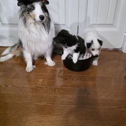 Nyx - Black and white female Shetland Sheepdog puppy in Lake Cumberland Area, Kentucky from Whitehaven Farm Shelties