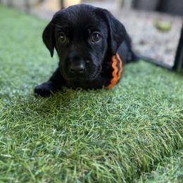 Orange collar male - Yellow male Labrador Retriever puppy in Gainesville, Georgia from Rucker Retrievers