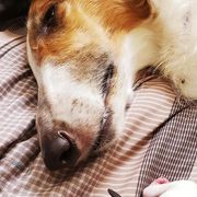 Borzoi and Silken Windhound Puppies from Envious Borzoi & Silken Windhounds