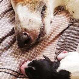 Borzoi and Silken Windhound Puppies from Envious Borzoi & Silken Windhounds
