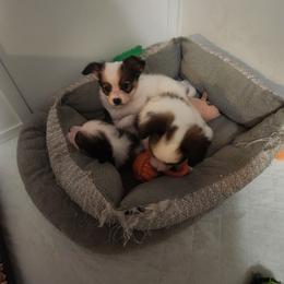 Porthos. Boy 2 - Fawn and white male Papillon puppy in Bon Aqua, Tennessee from Rene's Papillon