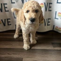 "Rip" Goldendoodle Puppies from SMTX Doodles