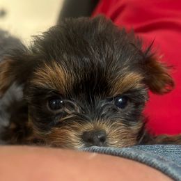 Fifi - Black and tan female Yorkshire Terrier puppy in West Warwick, Rhode Island from Robyn’s Nest
