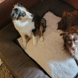 Miniature Australian Shepherd and Toy Australian Shepherd All Grown Up from Ollie's Aussies