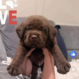 Chip - Chocolate male Labrador Retriever puppy in Rosenberg, Texas from Eastland Labradors
