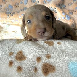 Girl 4 - Dapple female Dachshund puppy in Moriarty, New Mexico from Lil Smokey’s of New Mexico