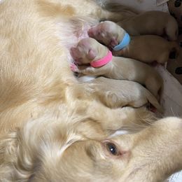 Dachshund Puppies from Corinne Aselin