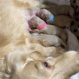 Dachshund Puppies from Corinne Aselin