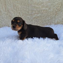 2500.. Lilly - Dapple female Dachshund puppy in Winter Haven, Florida from Gateway 2 Little Paws