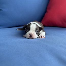 Boy 2 - Red male Boston Terrier puppy in Mustang, Oklahoma from Katelyn’s Boston terriers