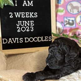Goldendoodle Puppies from Davis Doodles
