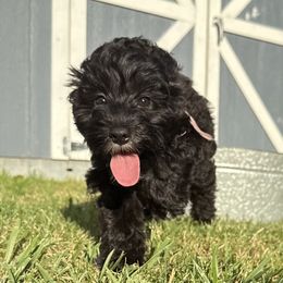 Aussiedoodles from Mema's Doodles