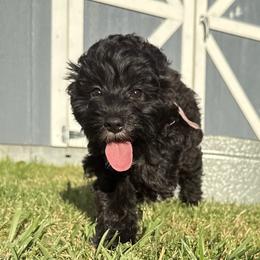 Aussiedoodles from Mema's Doodles