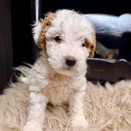 Biscuit - Yellow and white female Bernedoodle puppy in Tyner, Kentucky from Good Dog Doodles