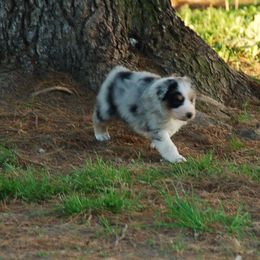 Australian Shepherd Puppies from Windmere Aussies
